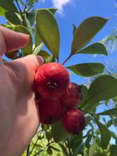 Load image into Gallery viewer, Guava | Red Cherry