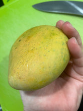 Load image into Gallery viewer, Mango | Cat Chu