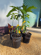 Load image into Gallery viewer, Dwarf Mango | Pickering