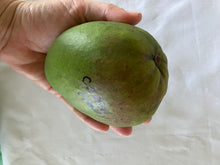 Load image into Gallery viewer, Mango | Cotton Candy