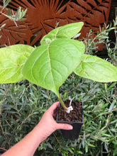 Load image into Gallery viewer, Tamarillo | Red Tamarillo