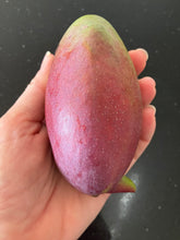 Load image into Gallery viewer, Dwarf Mango | Ono