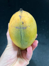 Load image into Gallery viewer, Mango | Tong Dum