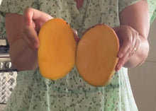 Load image into Gallery viewer, Mango | Spychala