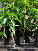 Load image into Gallery viewer, Mango | Kasturi