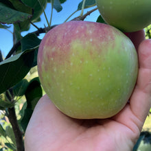 Load image into Gallery viewer, Apple | Dwarf Tropic Sweet