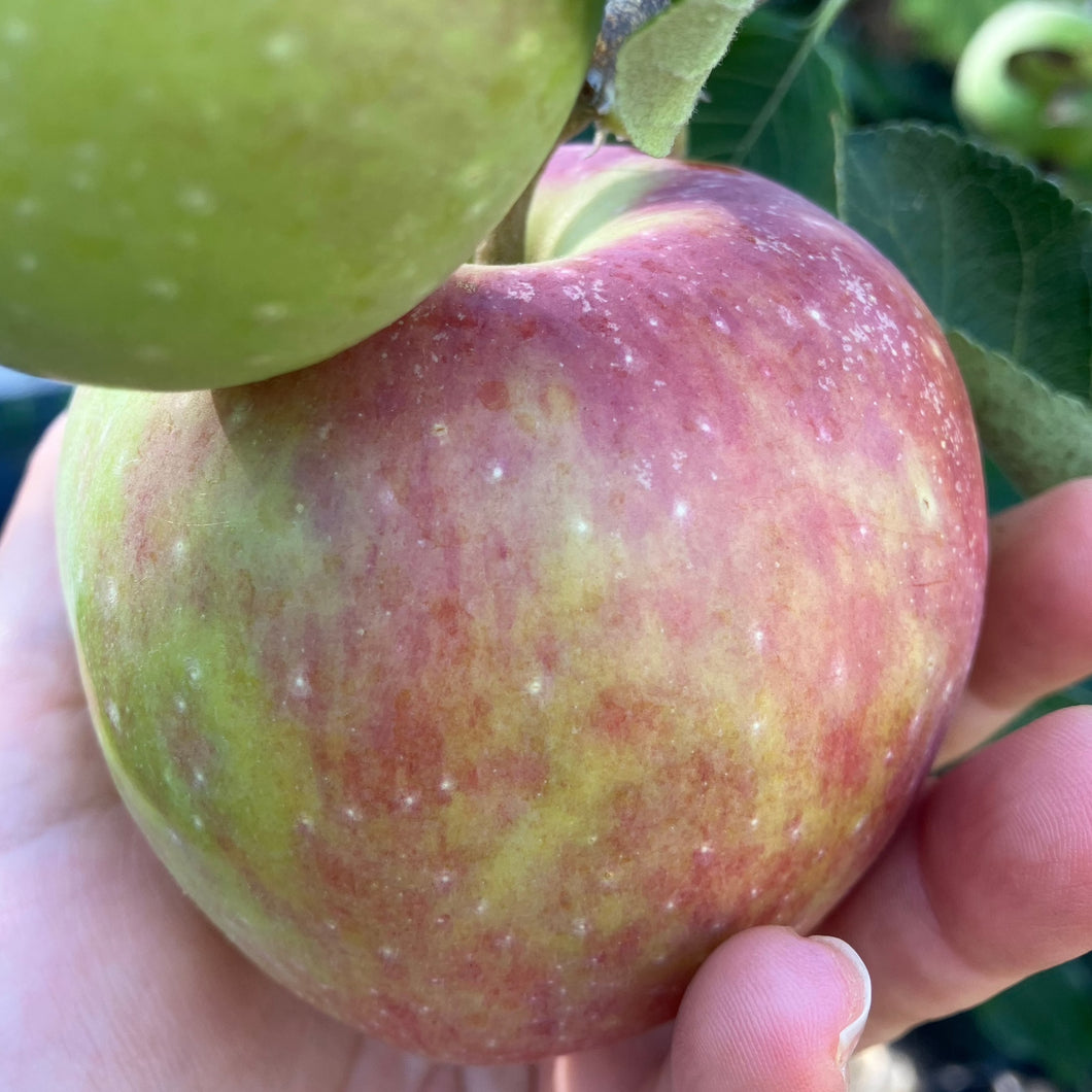 Apple | Dwarf Tropic Sweet