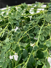 Load image into Gallery viewer, Moringa | Drumstick Tree