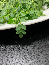 Load image into Gallery viewer, Moringa | Drumstick Tree