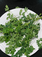 Load image into Gallery viewer, Moringa | Drumstick Tree