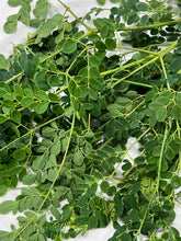 Load image into Gallery viewer, Moringa | Drumstick Tree