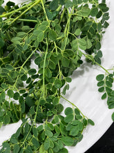 Load image into Gallery viewer, Moringa | Drumstick Tree