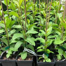 Load image into Gallery viewer, Guava | Hawaiian Pink