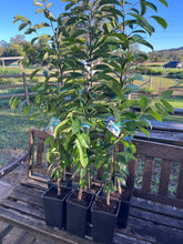 Load image into Gallery viewer, Soursop | Annona Muricata