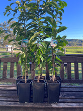 Load image into Gallery viewer, Soursop | Annona Muricata