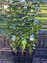 Load image into Gallery viewer, Soursop | Annona Muricata