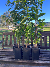 Load image into Gallery viewer, Soursop | Annona Muricata