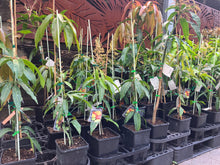 Load image into Gallery viewer, Semi-Dwarf Mango | Palmer