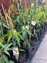 Load image into Gallery viewer, Semi-Dwarf Mango | Palmer