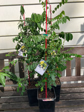 Load image into Gallery viewer, Star Fruit | Carambola