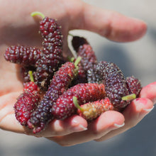 Load image into Gallery viewer, Mulberry | Pakistan Mulberry