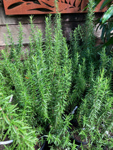 Load image into Gallery viewer, Herb | Rosemary