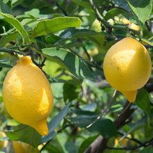 Load image into Gallery viewer, Lemon | Verna Lemon