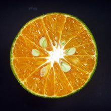 Load image into Gallery viewer, Lime | Sudachi