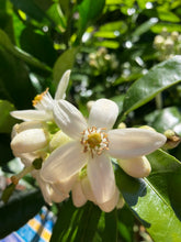 Load image into Gallery viewer, Pomelo | Watsons Pomelo