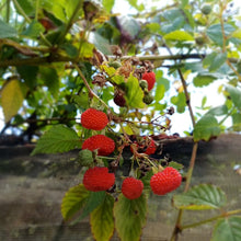 Load image into Gallery viewer, Native Raspberry | Atherton Raspberry