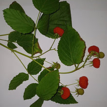 Load image into Gallery viewer, Native Raspberry | Atherton Raspberry