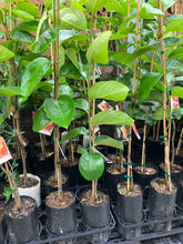 Load image into Gallery viewer, Persimmon | Nightingale