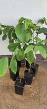 Load image into Gallery viewer, Custard Apple | Pinks Mammoth