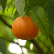 Load image into Gallery viewer, Mandarin | Silverhill Satsuma