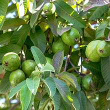 Load image into Gallery viewer, Guava | Hawaiian Pink