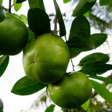 Load image into Gallery viewer, Persimmon | Black Sapote