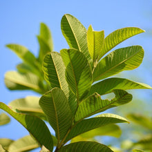 Load image into Gallery viewer, Guava | Hawaiian Pink