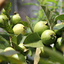 Load image into Gallery viewer, Guava | Hawaiian Pink