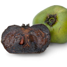 Load image into Gallery viewer, Persimmon | Black Sapote