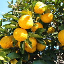 Load image into Gallery viewer, Citron | Yuzu