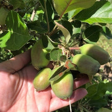 Load image into Gallery viewer, Apple | Dwarf Tropical Anna Apple