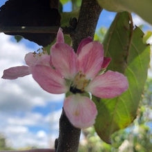 Load image into Gallery viewer, Apple | Dwarf Tropical Anna Apple