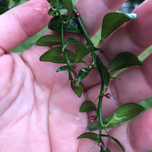 Load image into Gallery viewer, Australian Red Centre Lime | Finger Lime Hybrid