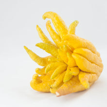 Load image into Gallery viewer, Citron | Buddha's Hand