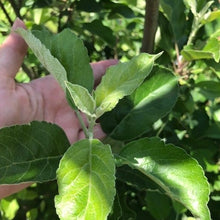 Load image into Gallery viewer, Apple | Dwarf Tropical Anna Apple