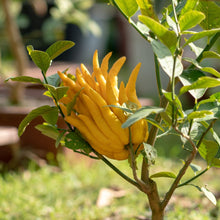 Load image into Gallery viewer, Citron | Buddha's Hand