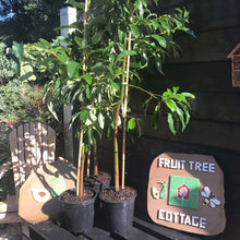 Load image into Gallery viewer, Avocado | Hass