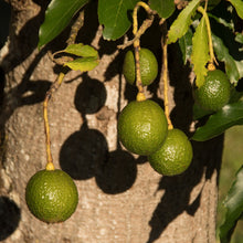 Load image into Gallery viewer, Avocado | Reed