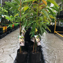 Load image into Gallery viewer, Avocado | Edranol