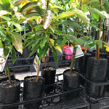 Load image into Gallery viewer, Avocado | Edranol